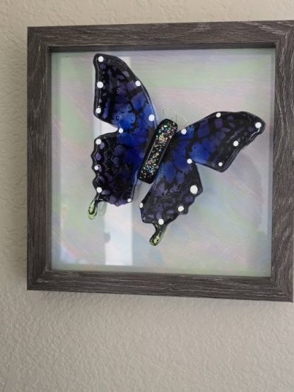 Wall mounted Butterfly in a Wood Framed Shadow Box